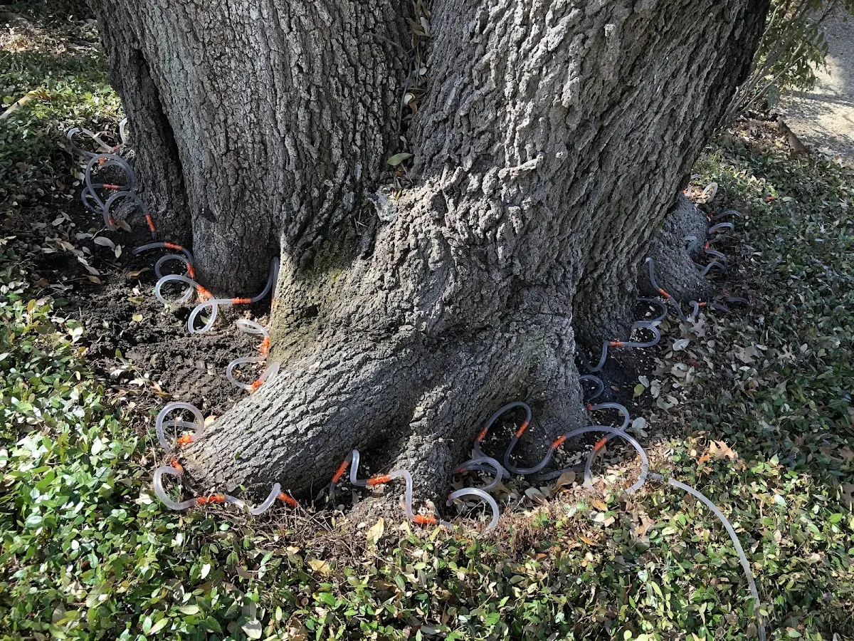 Detailed Tree Cabling and Bracing job site in Butte